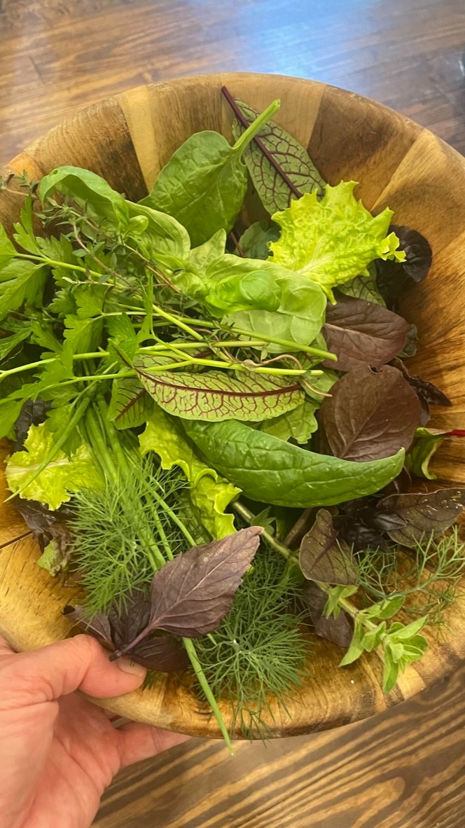 A bowl of just-picked greens and herbs held in Ceri's hand
